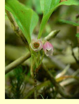 Красника, клоповка (Vaccinium praestans Lamb.) Красника, клоповка (Vaccinium praestans Lamb.)